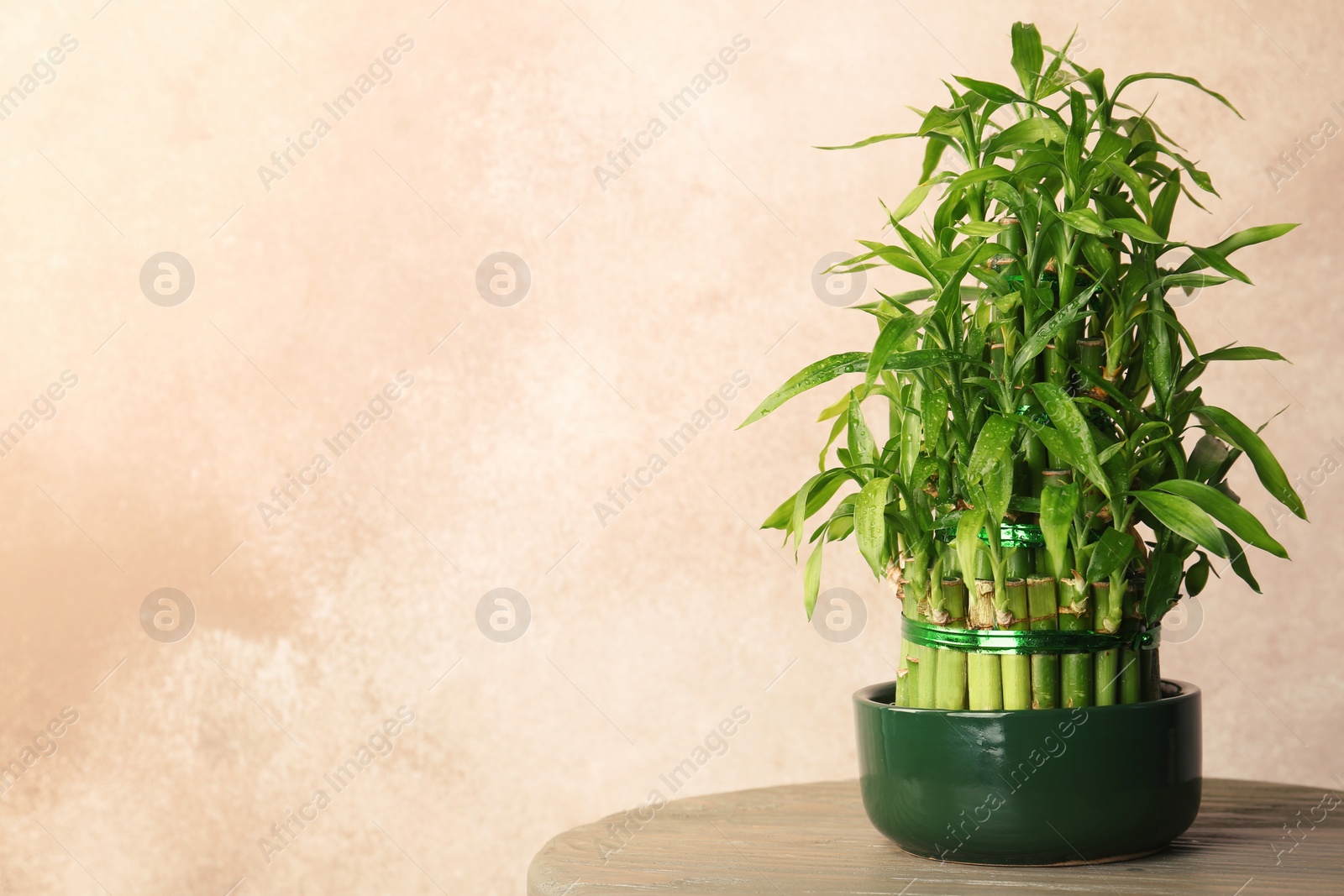 Photo of Table with potted bamboo plant near color wall. Space for text