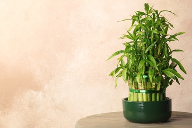 Photo of Table with potted bamboo plant near color wall. Space for text