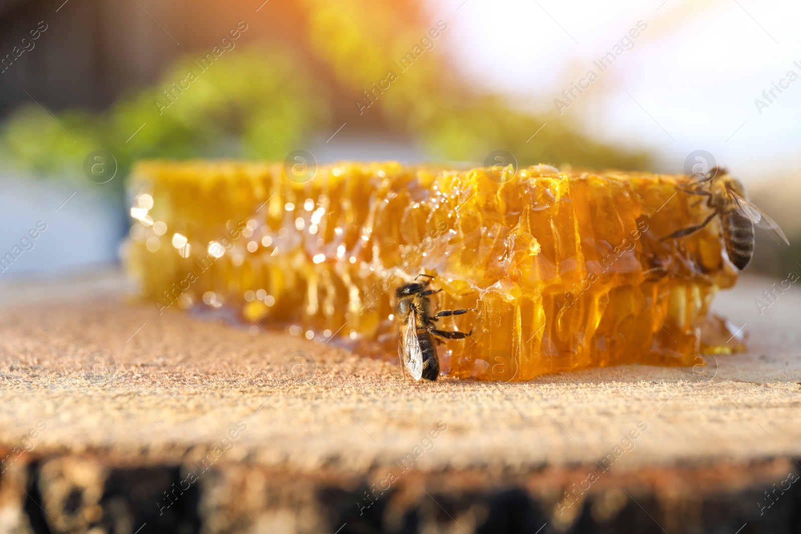 Photo of Piece of fresh honeycomb with bees on wood stump against blurred background, closeup