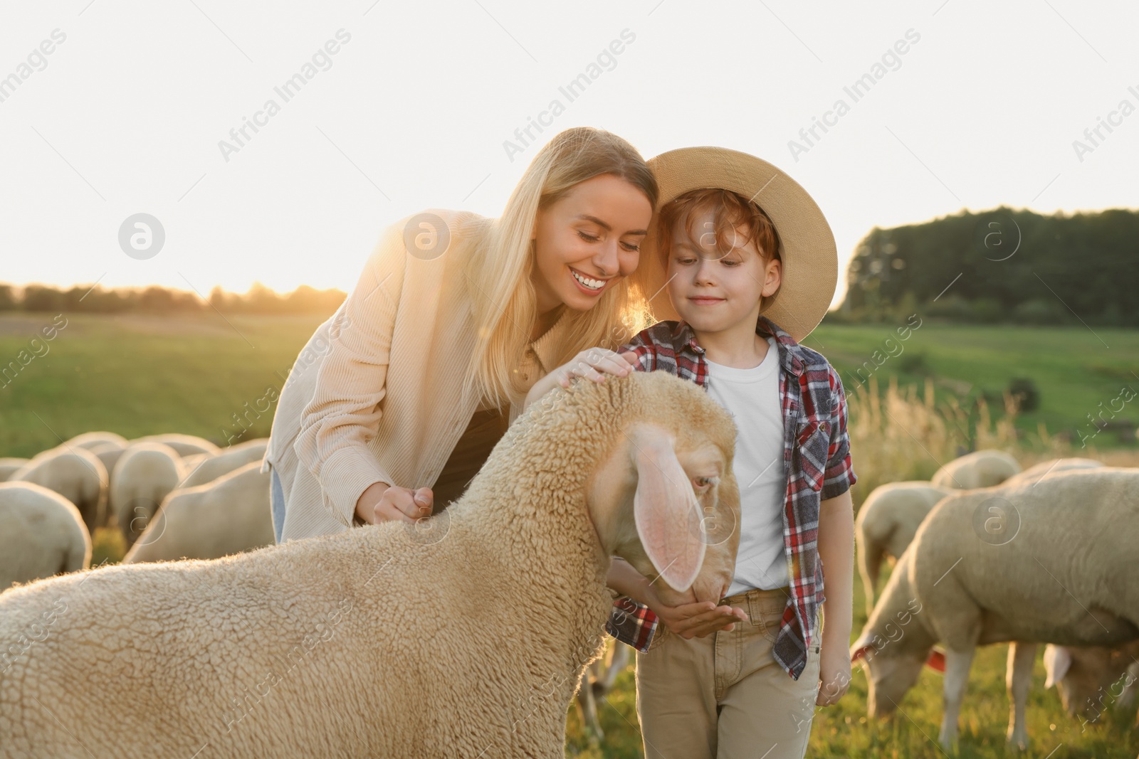 Photo of Mother and son feeding sheep on pasture. Farm animals