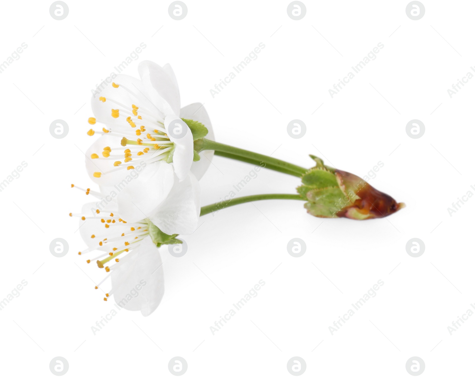 Photo of Beautiful spring tree blossoms isolated on white, top view