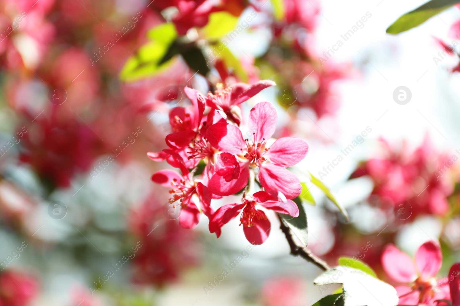 Photo of Blossoming spring tree, pink flowers, closeup