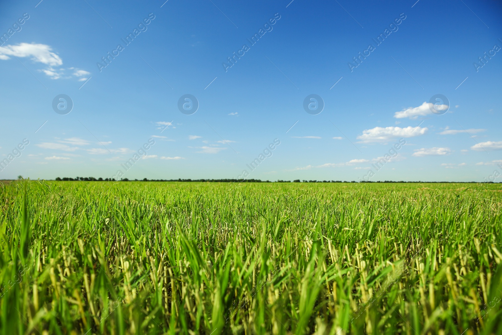 Photo of Picturesque view of beautiful field with grass on sunny day