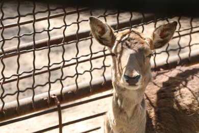 Photo of Cute deer near mesh fence outdoors at zoo, closeup