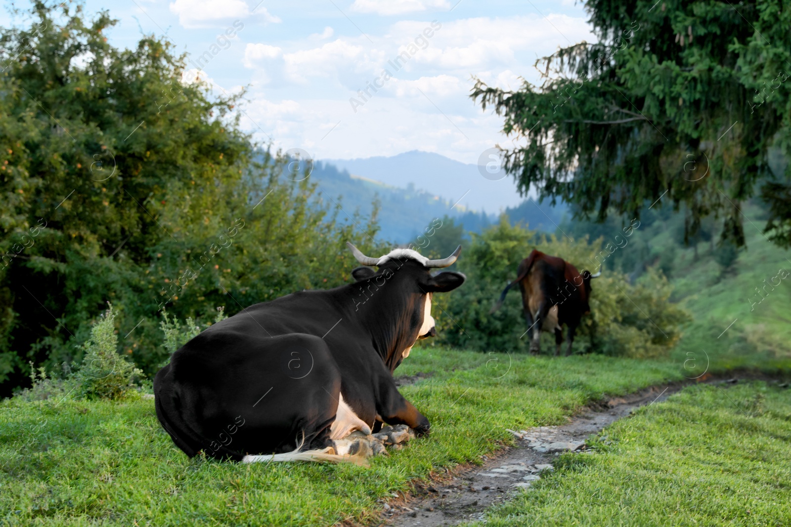 Photo of Cows grazing on green meadow in summer