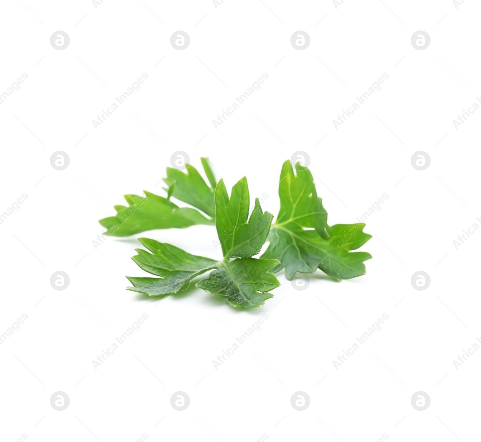 Photo of Fresh green parsley on white background