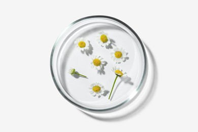 Petri dish with chamomile flowers on white background, top view