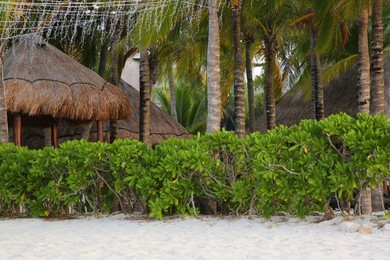 Photo of Beautiful green shrubs and palm trees near straw canopies on sandy beach