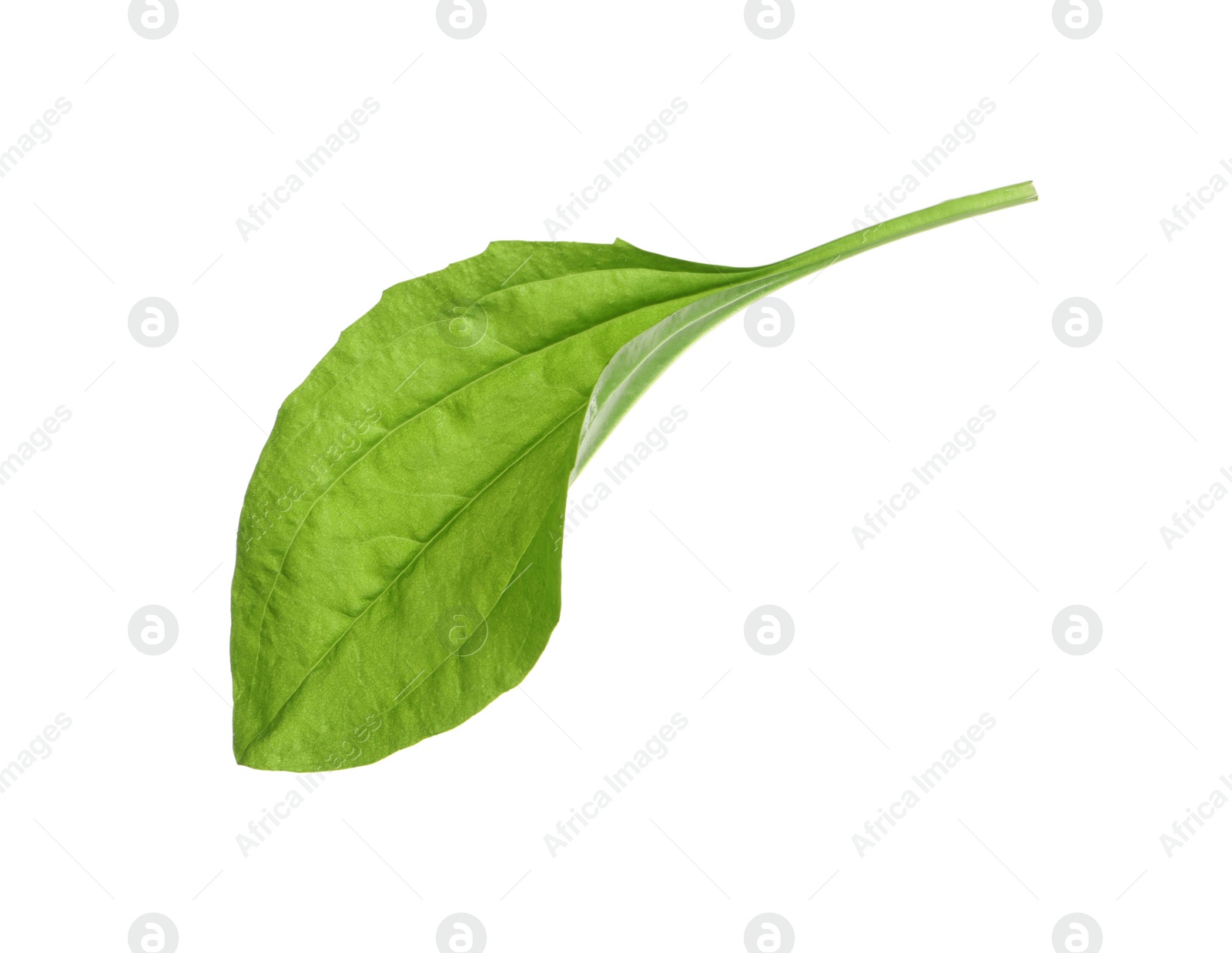 Photo of Fresh green broadleaf plantain leaf isolated on white