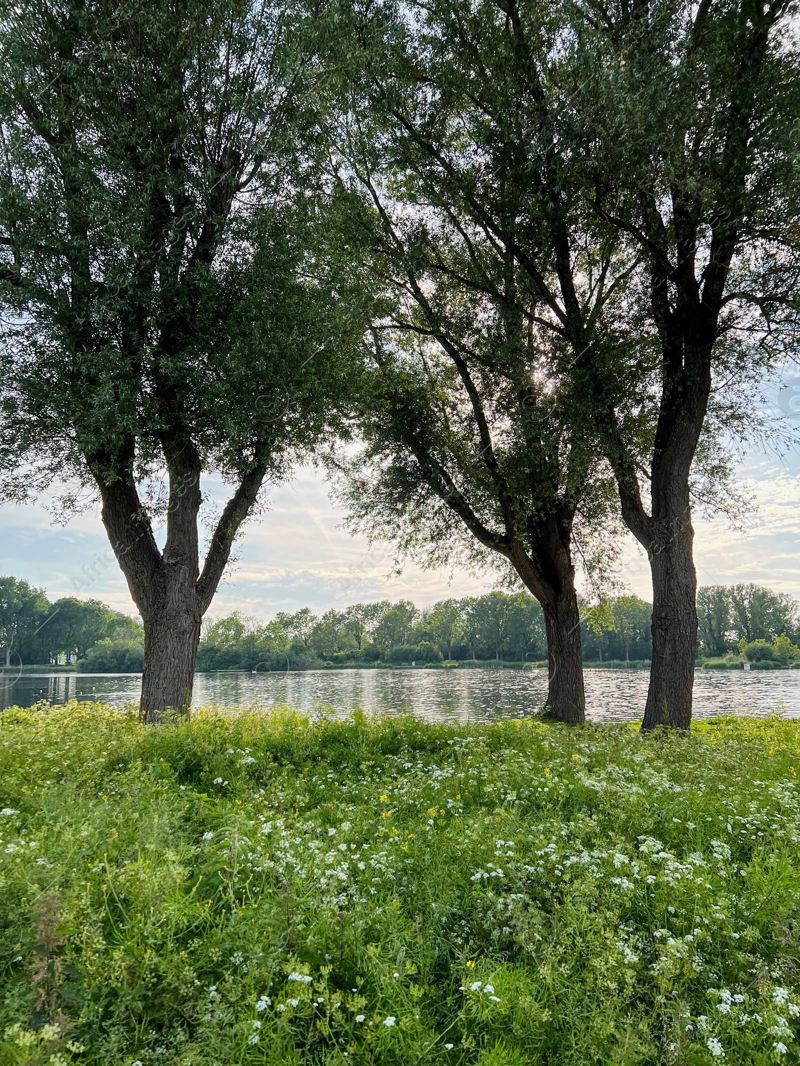 Photo of Beautiful view on green bank with trees near lake. Picturesque landscape