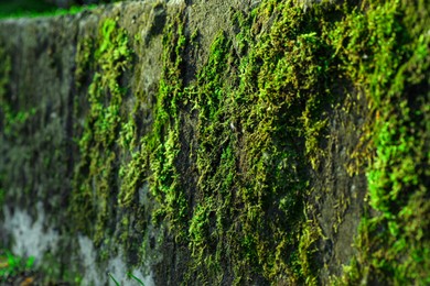 Stone wall overgrown with green moss outdoors, closeup