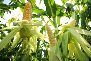 Photo of Ripe corn cobs in field on sunny day