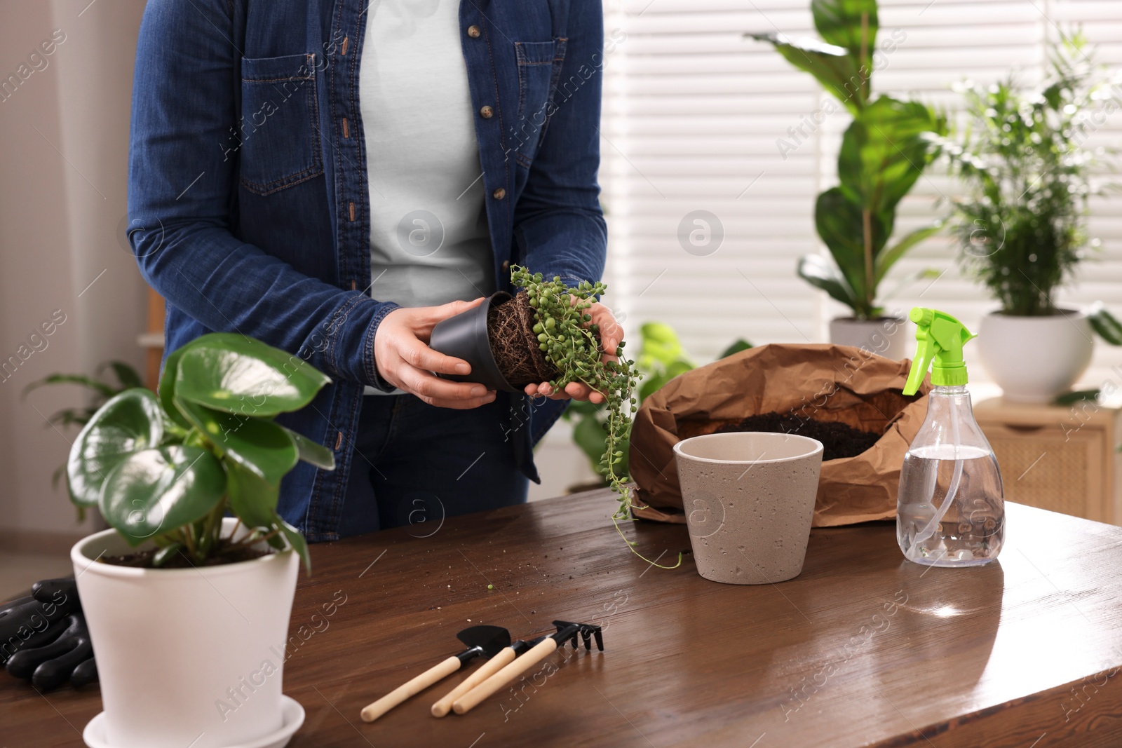 Photo of Woman transplanting houseplant into new pot at wooden table indoors, closeup