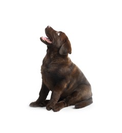 Photo of Cute chocolate Labrador Retriever puppy on white background