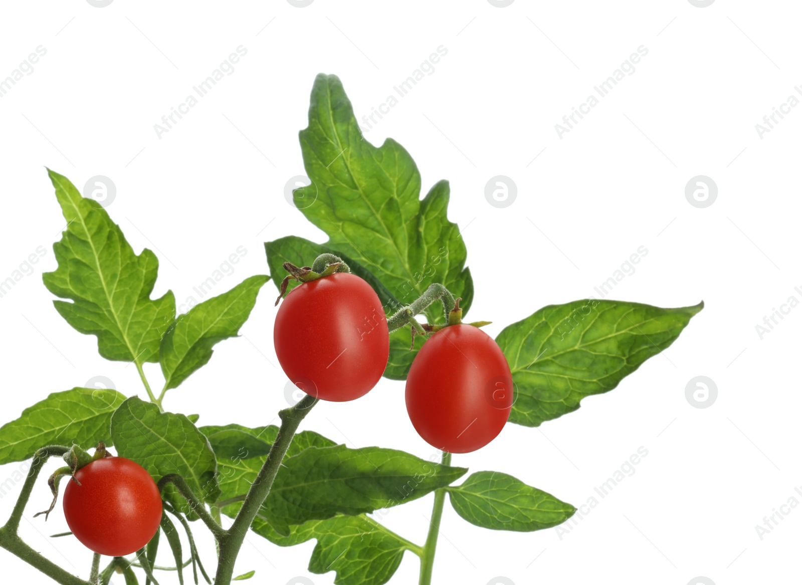 Photo of Stem with ripe cherry tomatoes and leaves isolated on white