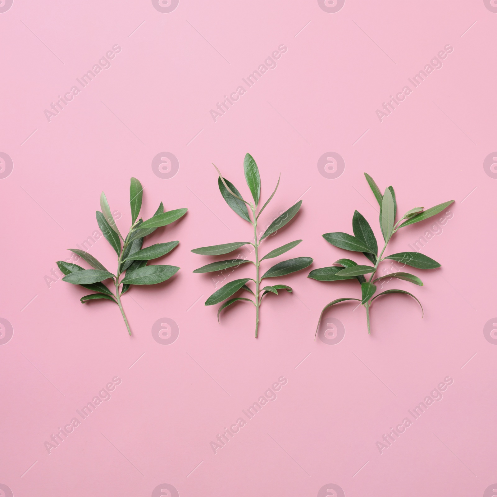 Photo of Twigs with fresh green olive leaves on color background, flat lay