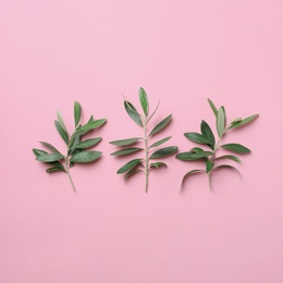 Twigs with fresh green olive leaves on color background, flat lay