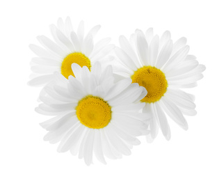 Photo of Beautiful fresh chamomile flowers isolated on white