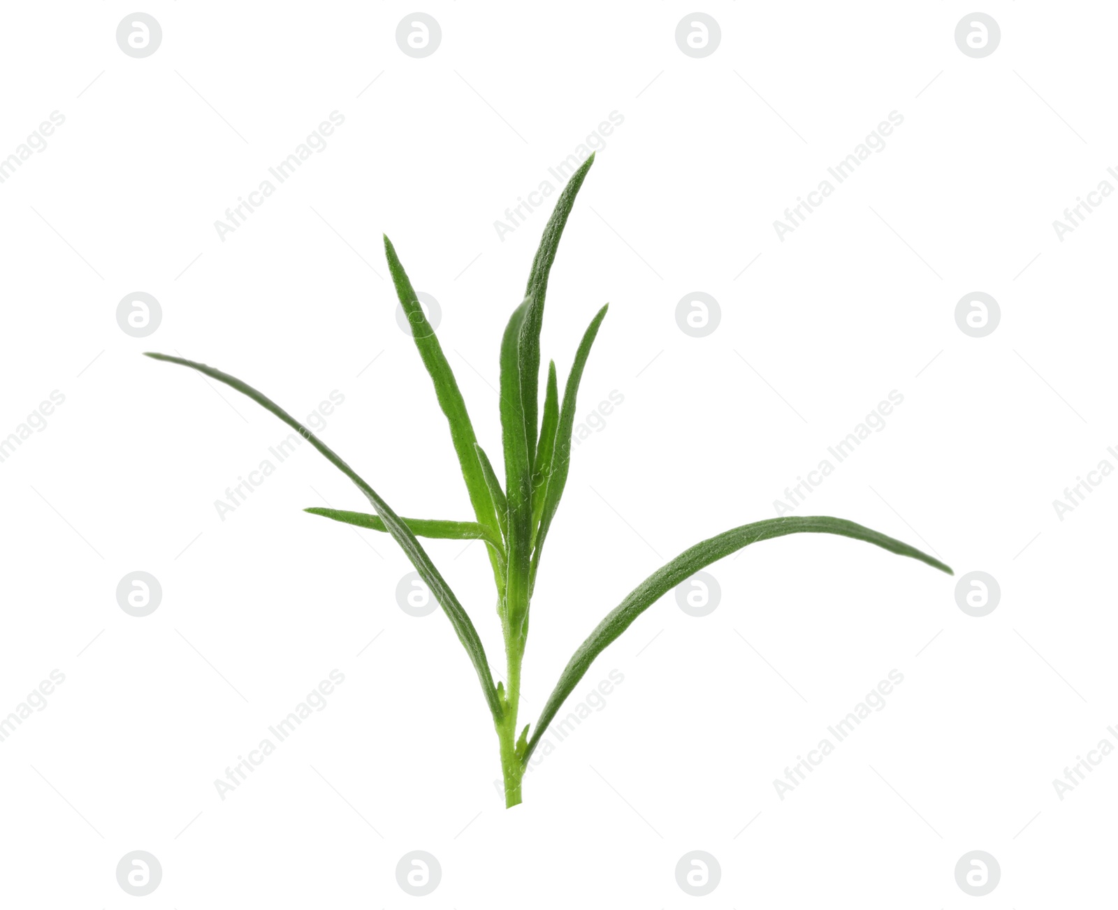 Photo of One sprig of fresh tarragon on white background