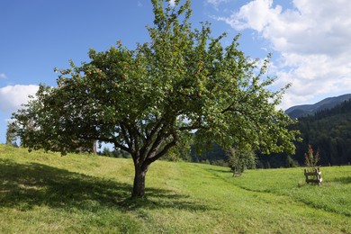 Photo of Big apple tree on green meadow near mountain forest