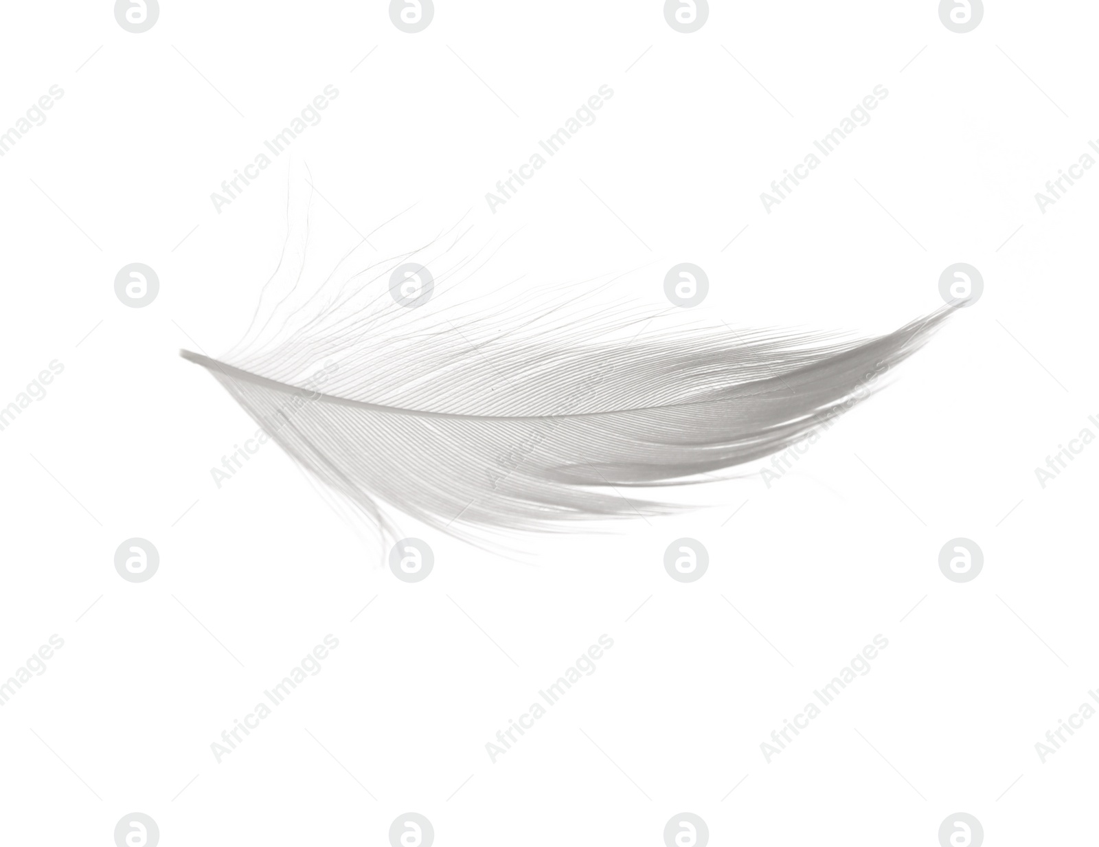 Photo of Beautiful fluffy bird feather isolated on white