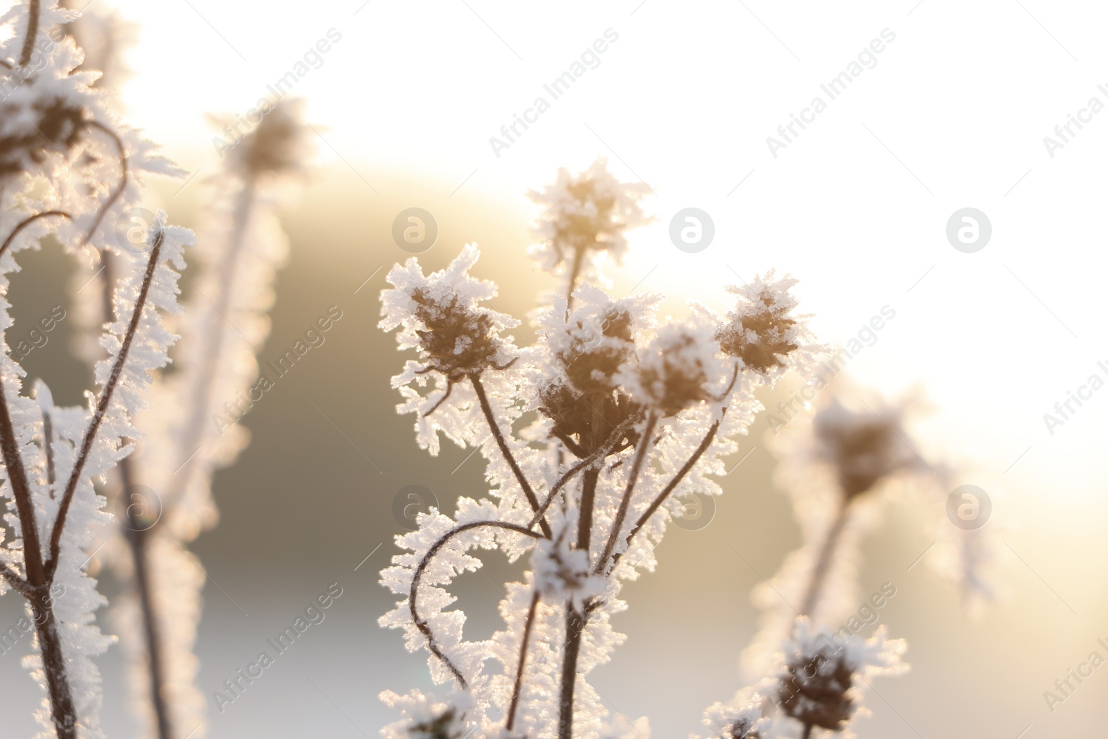 Photo of Dry plants covered with hoarfrost outdoors on winter morning, closeup