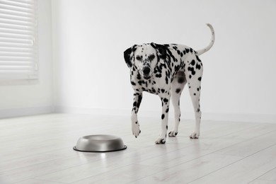Adorable Dalmatian dog and feeding bowl indoors
