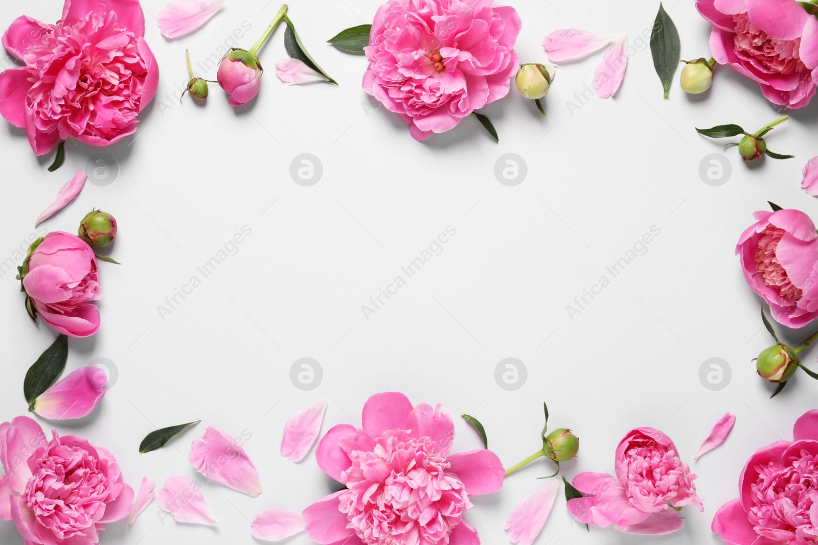 Photo of Frame made with fresh peonies on white background, top view. Space for text