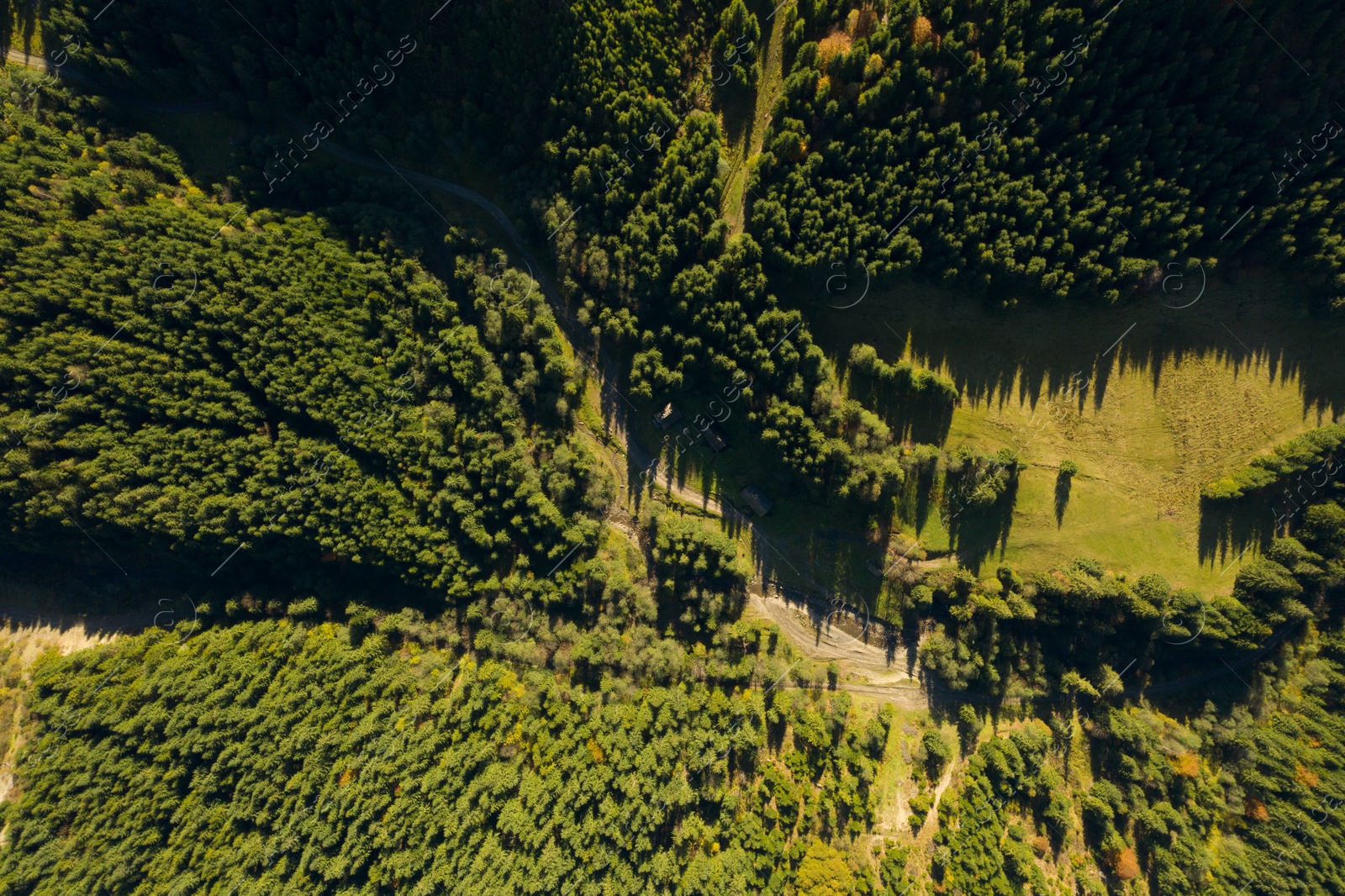 Image of Aerial view of green forest on sunny day. Drone photography