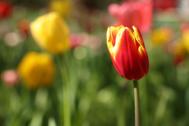 Beautiful bright tulip growing outdoors on sunny day, closeup. Space for text