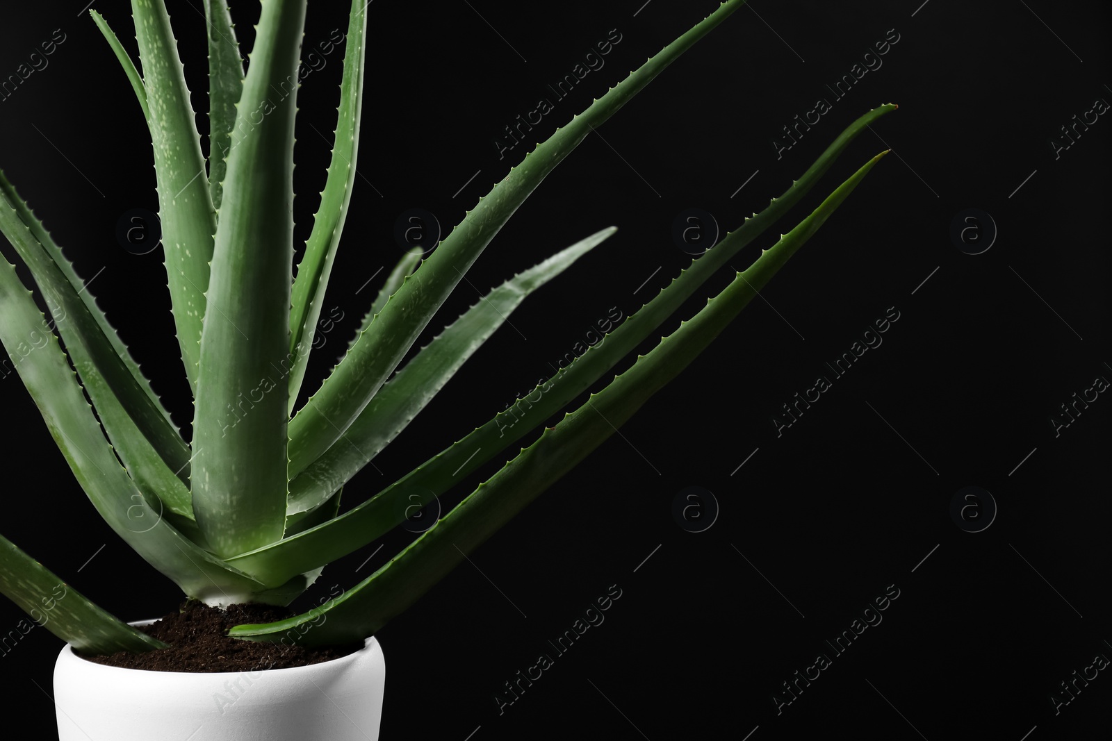 Photo of Green aloe vera in pot on black background, space for text