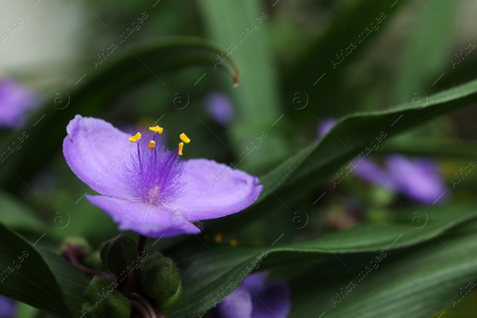 Photo of Closeup view of beautiful blooming tradescantia ohiensis outdoors