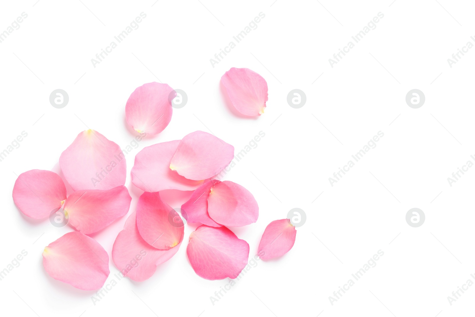 Photo of Fresh pink rose petals on white background, top view