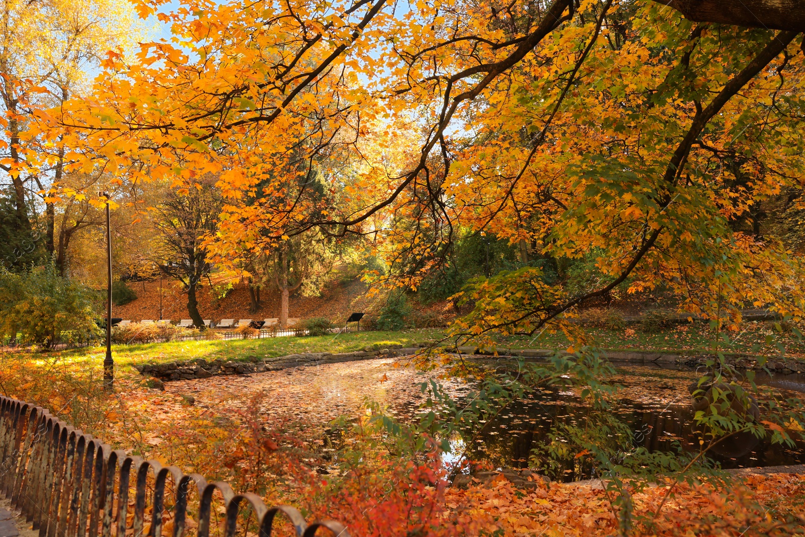 Photo of Beautiful yellowed trees and lake in park on sunny day