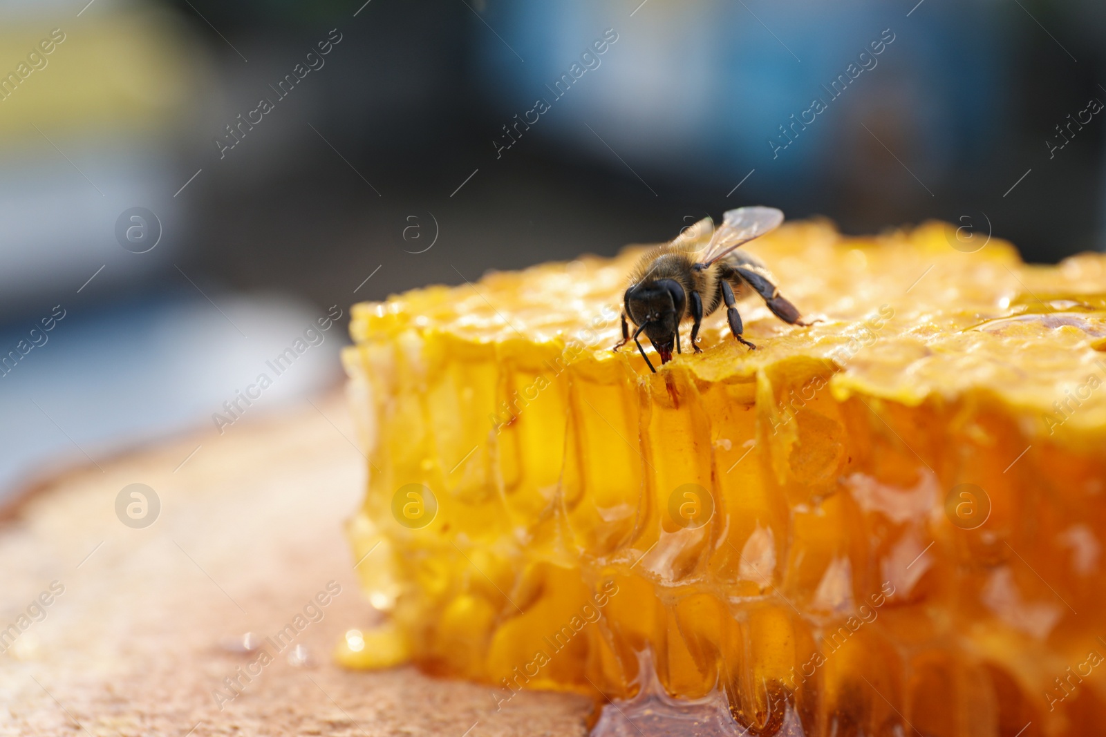 Photo of Piece of fresh honeycomb with bee on wood stump against blurred background, closeup. Space for text