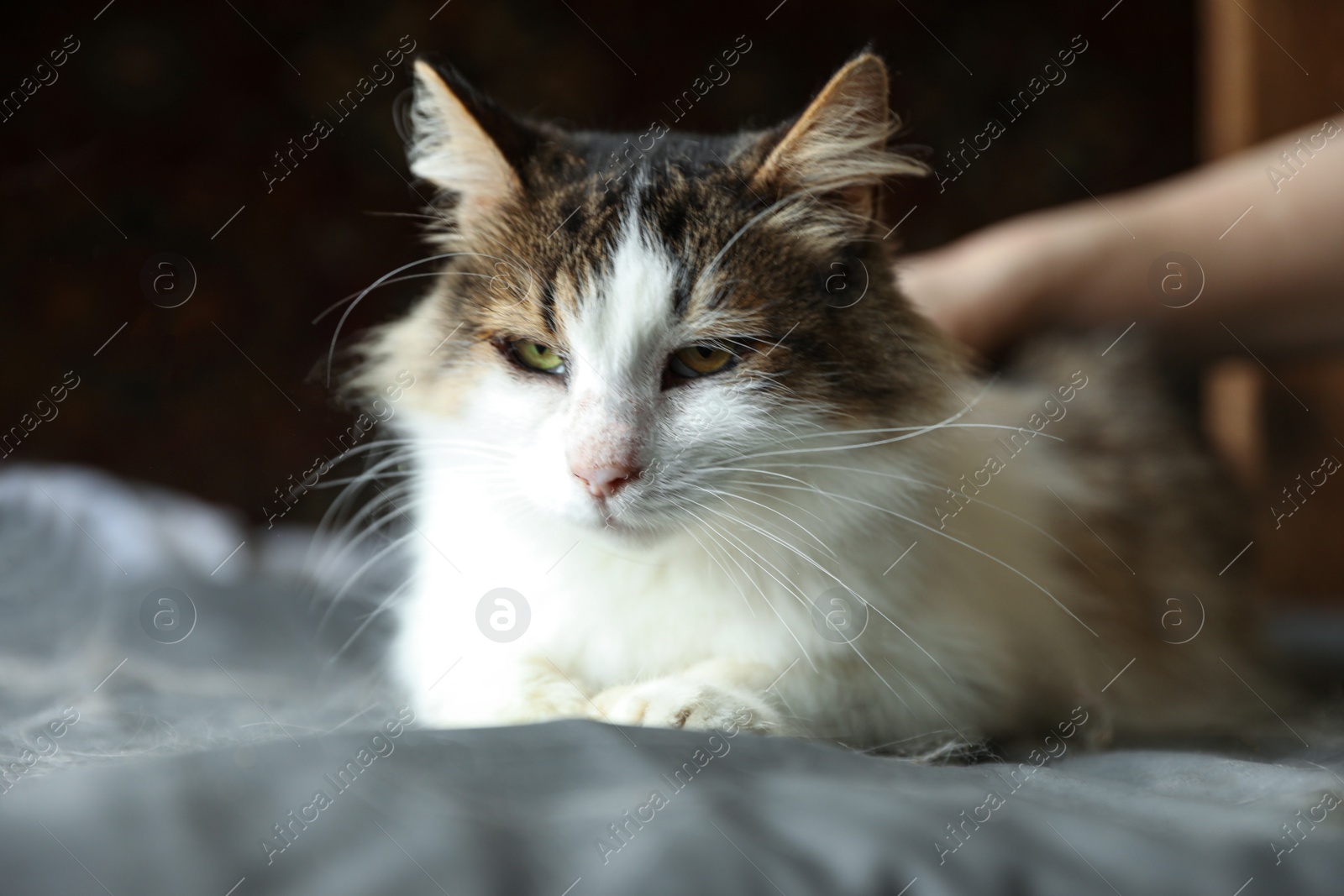 Photo of Woman stroking homeless cat indoors, closeup. Concept of volunteering