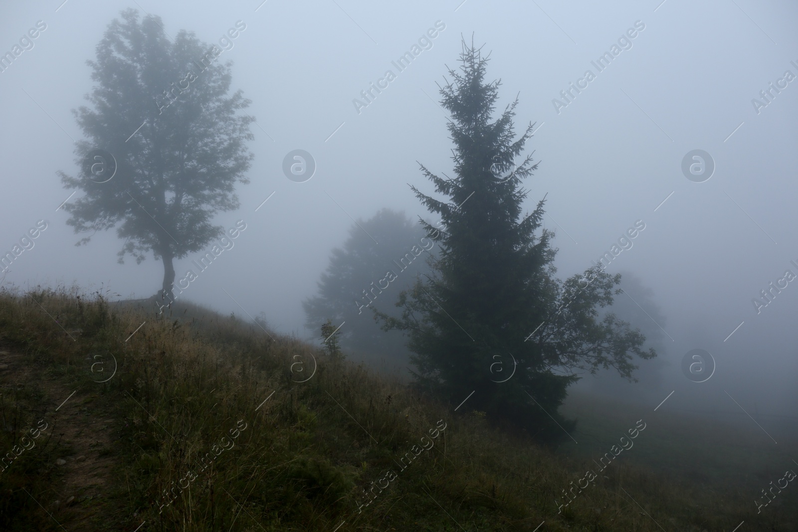 Photo of Picturesque view of foggy forest. Beautiful landscape