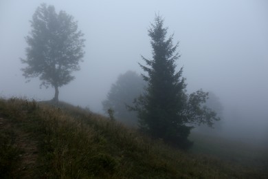 Photo of Picturesque view of foggy forest. Beautiful landscape