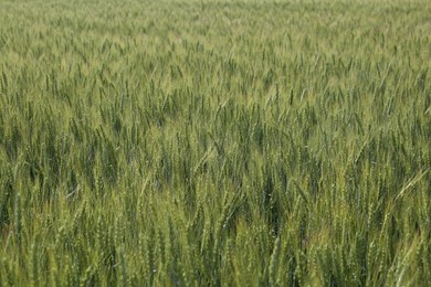 Beautiful agricultural field with ripening wheat as background