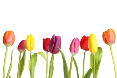 Photo of Beautiful bright tulips on white background. Spring flowers