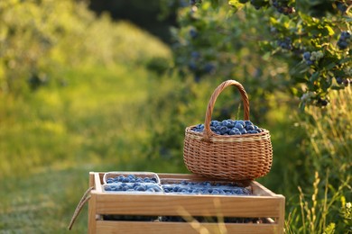 Photo of Tasty ripe blueberries on farm, space for text. Seasonal berries