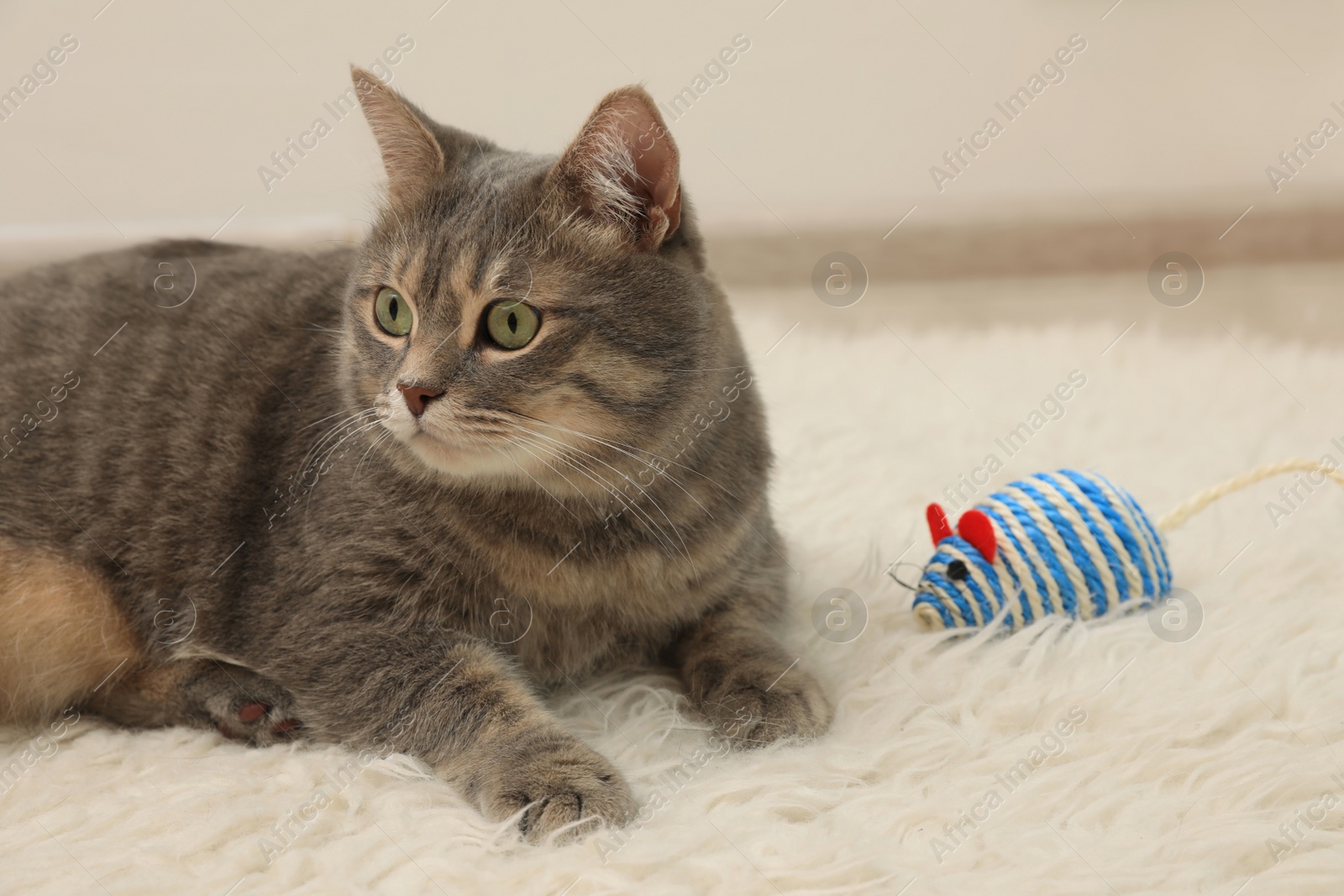 Photo of Beautiful grey tabby cat with toy mouse on carpet at home. Cute pet