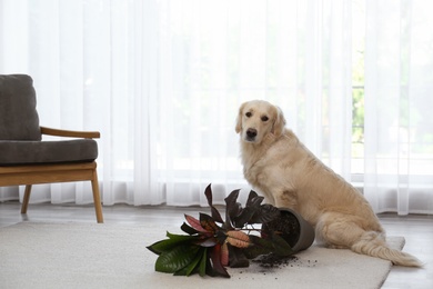 Photo of Cute Golden Retriever dog near overturned houseplant on light carpet at home. Space for text