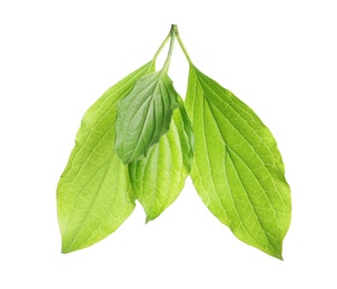 Photo of Branch with green leaves on white background