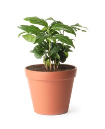 Photo of Fresh coffee plant with green leaves in pot on white background