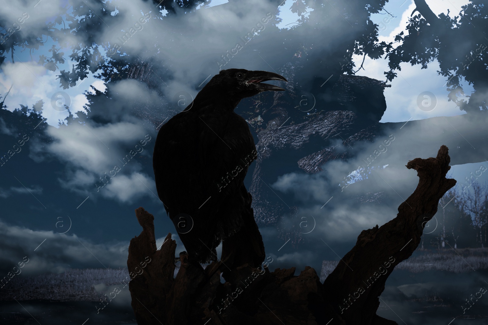 Image of Black crow croaking in creepy misty forest. Fantasy world