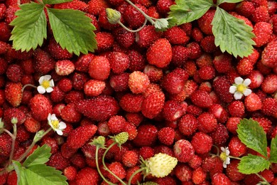 Many fresh wild strawberries, flowers and leaves as background, top view