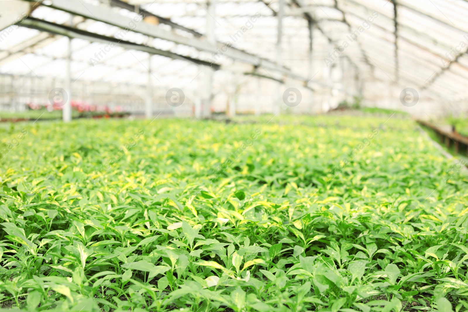 Photo of Many fresh seedlings growing in light greenhouse