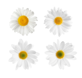 Image of Set of beautiful chamomile flowers on white background, top view