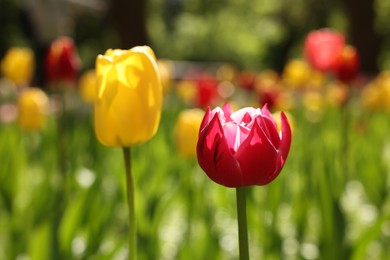 Beautiful bright tulips growing outdoors on sunny day, closeup. Space for text